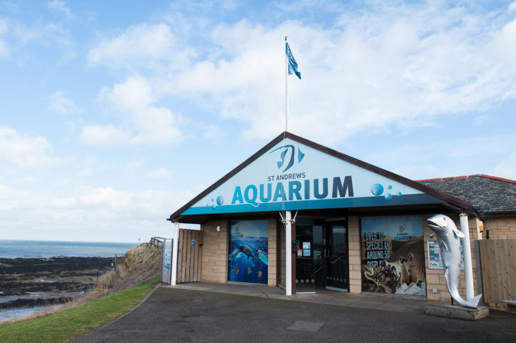 St Andrew's Aquarium staff 「gutted」 by the mysterious disappearance of a six-foot mackerel statue called 'Big Mac' - St Andrews Aquarium